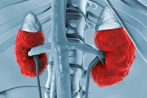 Illustration of a stem with kidneys using vasopressin.