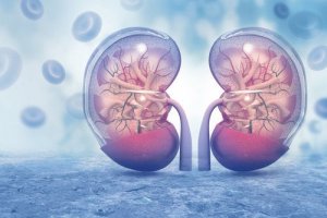 The Characteristics and Effects of Vasopressin