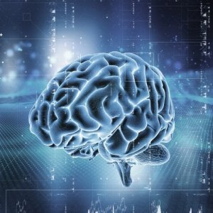 The Brain’s Reward System: How Does it Work?