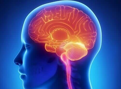 A digital representation of the brain.