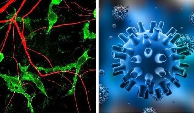 A close up of the herpes virus