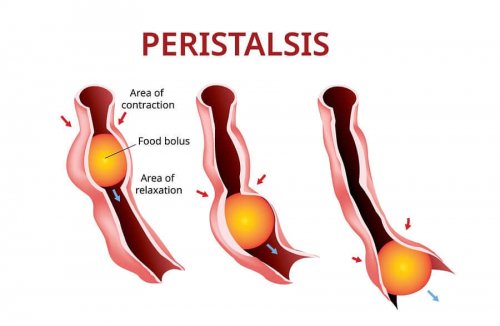 A representation of peristalsis.