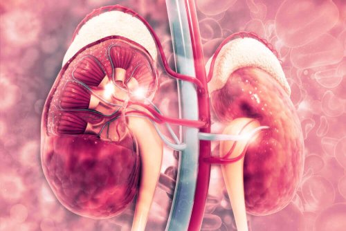 An illustration of kidneys.