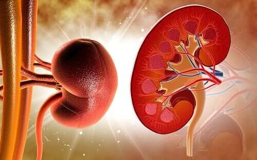 Renal tuberculosis affects the kidneys.