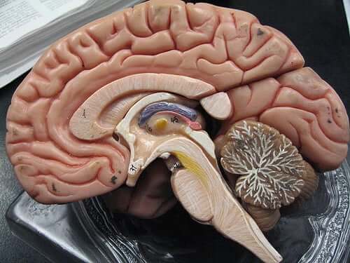 The inside of a brain.