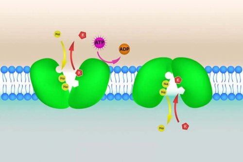 Illustration af mangel på kalium i kroppen