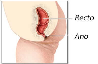 Illustration of the anatomy of the rectum and anus.
