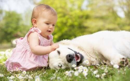 A baby petting a dog.