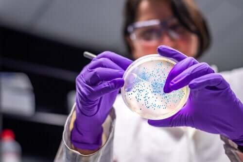 The study of bacteria.