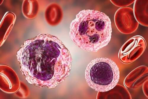 High Levels of Monocytes in the Blood: Symptoms and Treatments