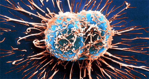 How the Immune System Fights Cancer
