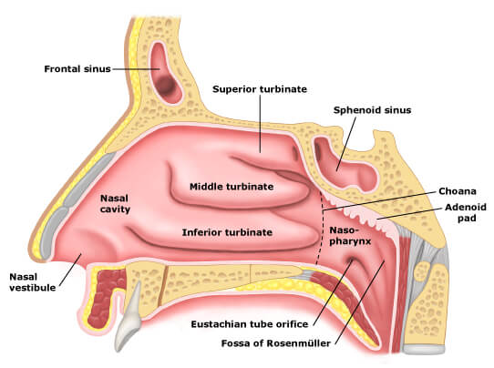 Is a loss of smell a coronavirus symptom?