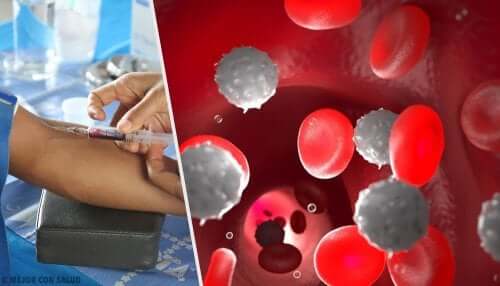 White and red blood cells.
