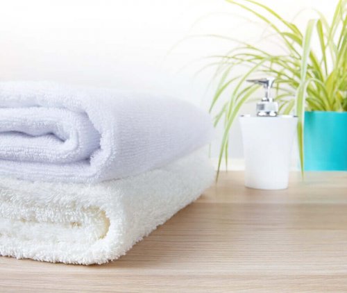 The Best Plants for Your Bathroom