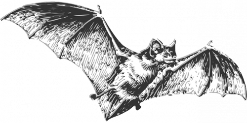 Bats Are the Cause Behind Coronavirus