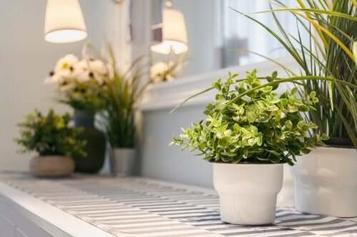 house plants