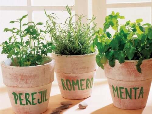 pots of fresh herbs