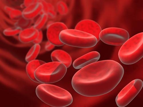 Red blood cells.