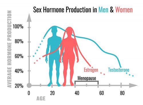 What Do Sex Hormones Do Step To Health