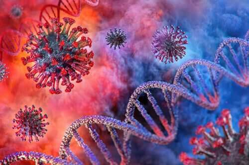 Coronavirus affects the kidneys.