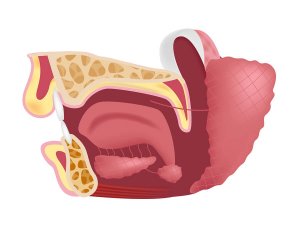 What Are Submaxillary Glands For?