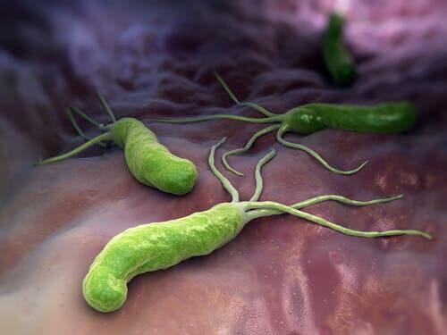 Bacteria in the body.