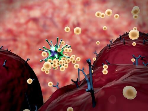 An Overview about the Immune Response