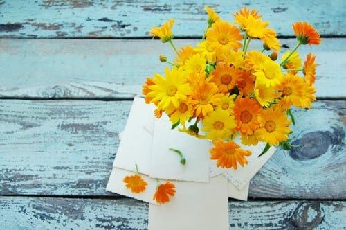 Common marigold.