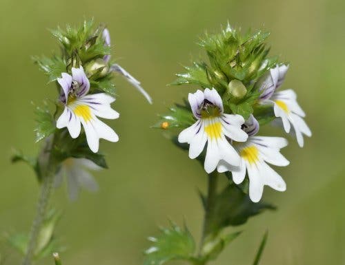 Eyebright for styes.