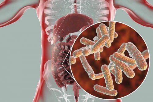 Graphic showing digestive system and intestinal flora.