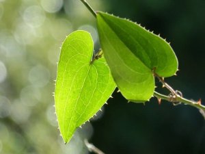 Risks, Side Effects, and Benefits of Sarsaparilla