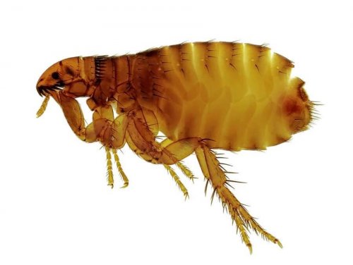 Treatment and Symptoms of Tungiasis