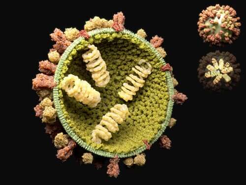 The Reproductive Cycle Of Viruses Step To Health