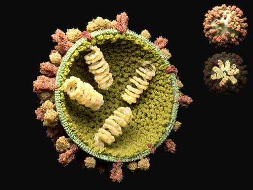 The Reproductive Cycle of Viruses