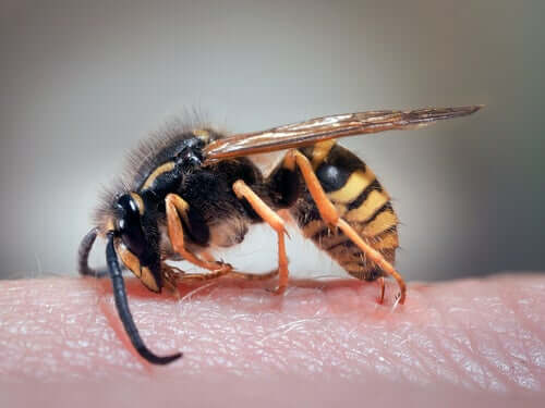 Home Remedies for Wasp Stings
