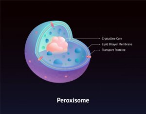 What You Need to Know About Zellweger Syndrome
