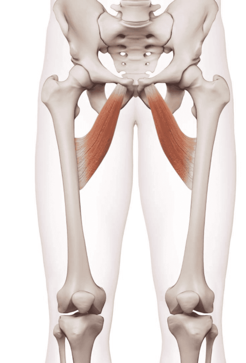 Anatomic image of the location of the adductor muscles.