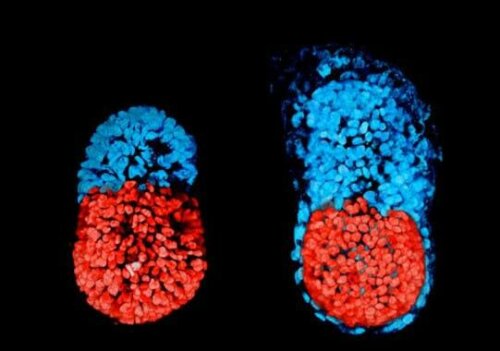 Blue and red spots in two oval shapes.