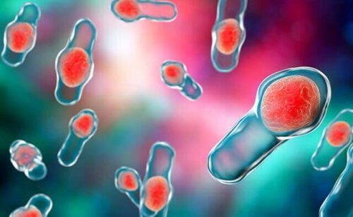 Clostridium difficile bacteria.
