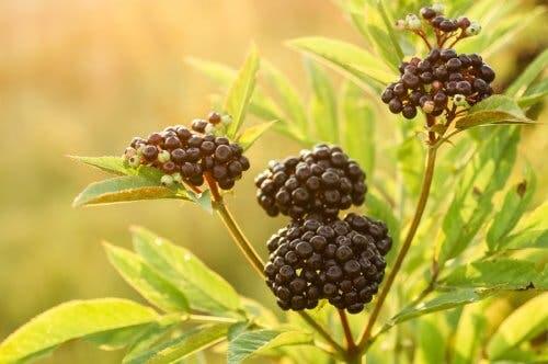 Find Quick Relief from the Flu with Elderberry