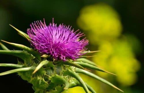 The milk thistle flower, one way to fight gallstones naturally.