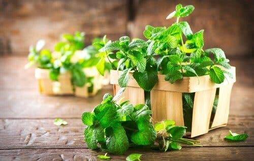 Small wooden fruit crates with mint in them.
