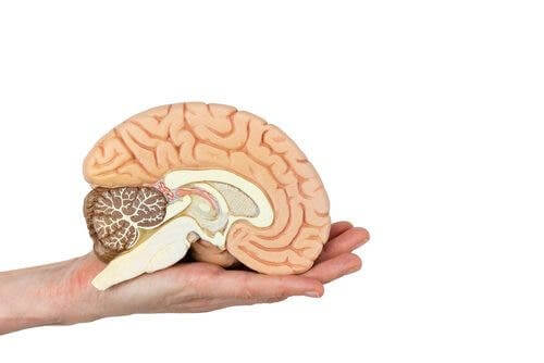 En modell av hjernen.