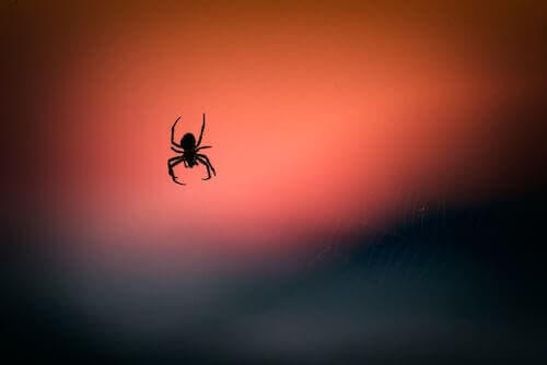 The Venom of a Spider May Help Reduce Brain Damage