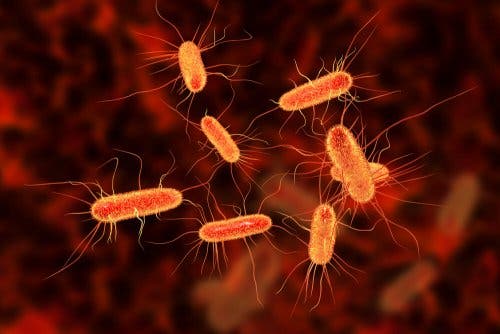 A closeup of bacteria.