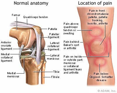 A diagram of the knee.