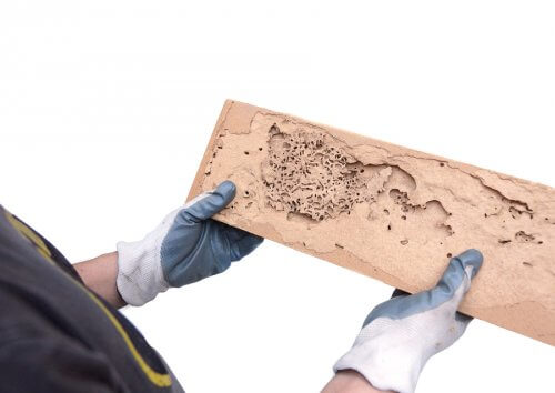 How to Identify the Signs of Woodworm