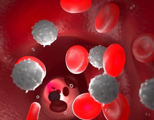 Inside blood vessel with red and white blood cells.