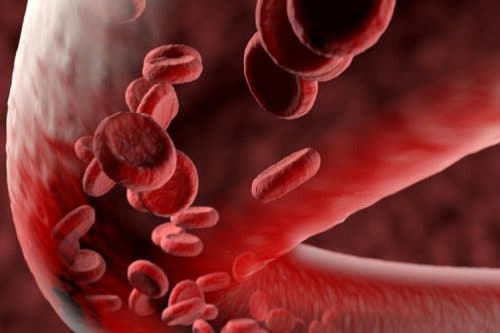 Blood vessel with red blood cells.