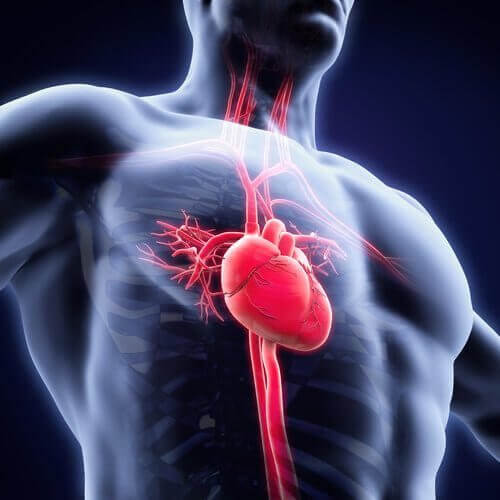 The cardiovascular system.